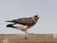 IMG 4377c  Swainson's Hawk (Buteo swainsoni)